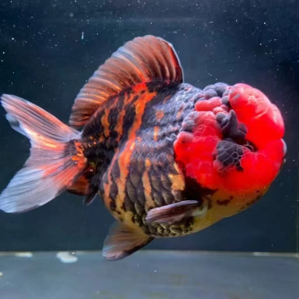 原塘直发金鱼观赏鱼顶红百褶泰狮国狮元宝狮熊猫兰寿