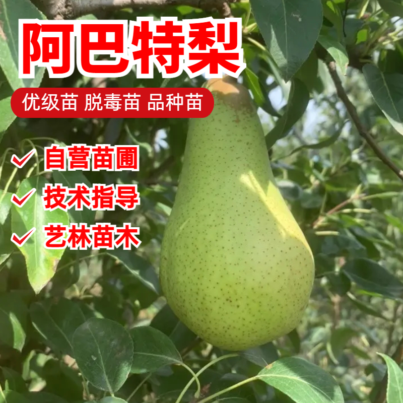 嫁接阿巴特梨树苗新品种西洋梨苗南方北方种植盆栽地栽当年结果苗