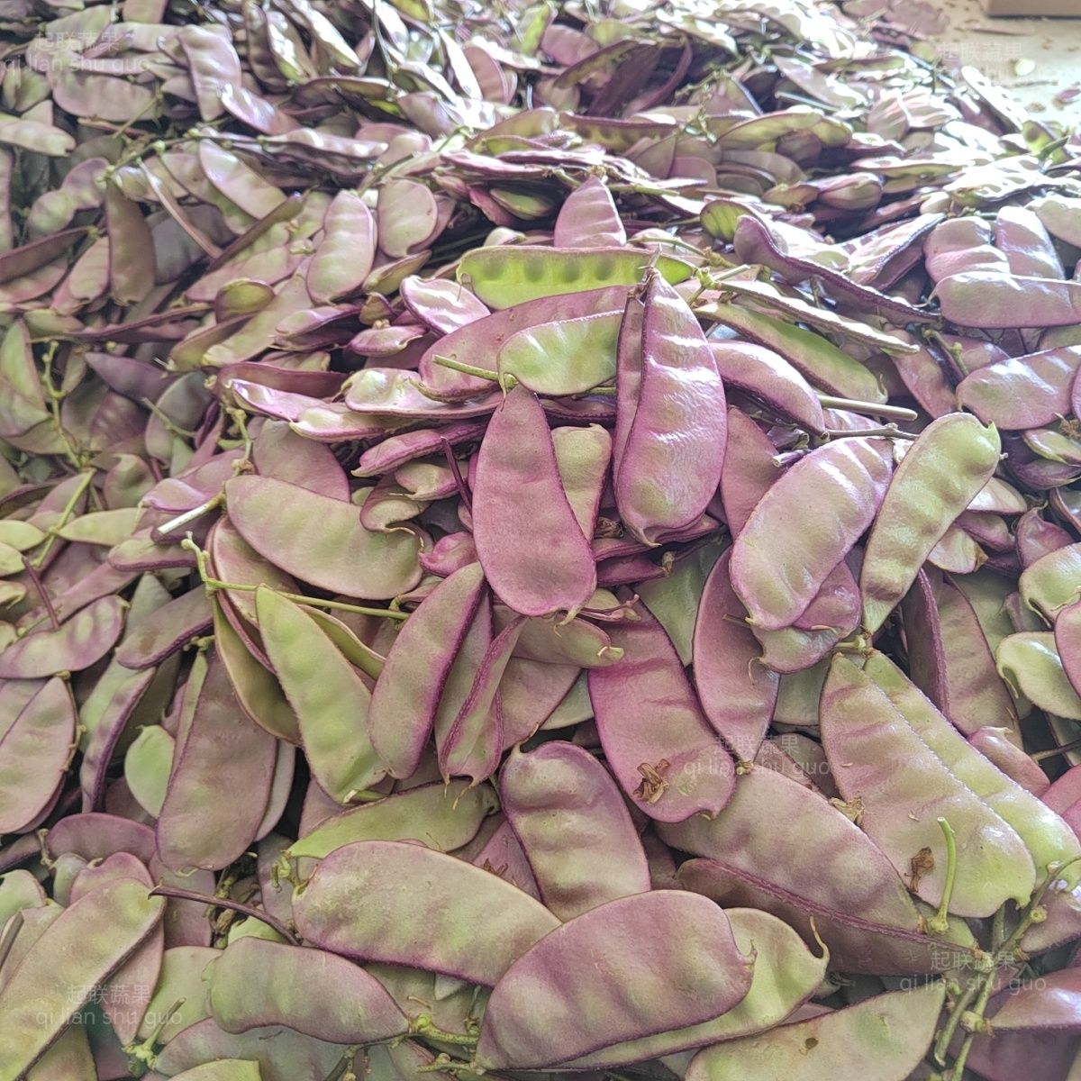 红扁豆新货扁红豆角猪耳朵紫扁豆峨眉豆时令蔬菜露天种植新鲜现摘