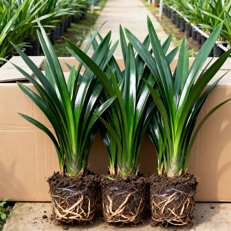 墨兰兰花苗精品大花卉盆栽室内浓香绿植物金边企黑贺岁兰四季好养