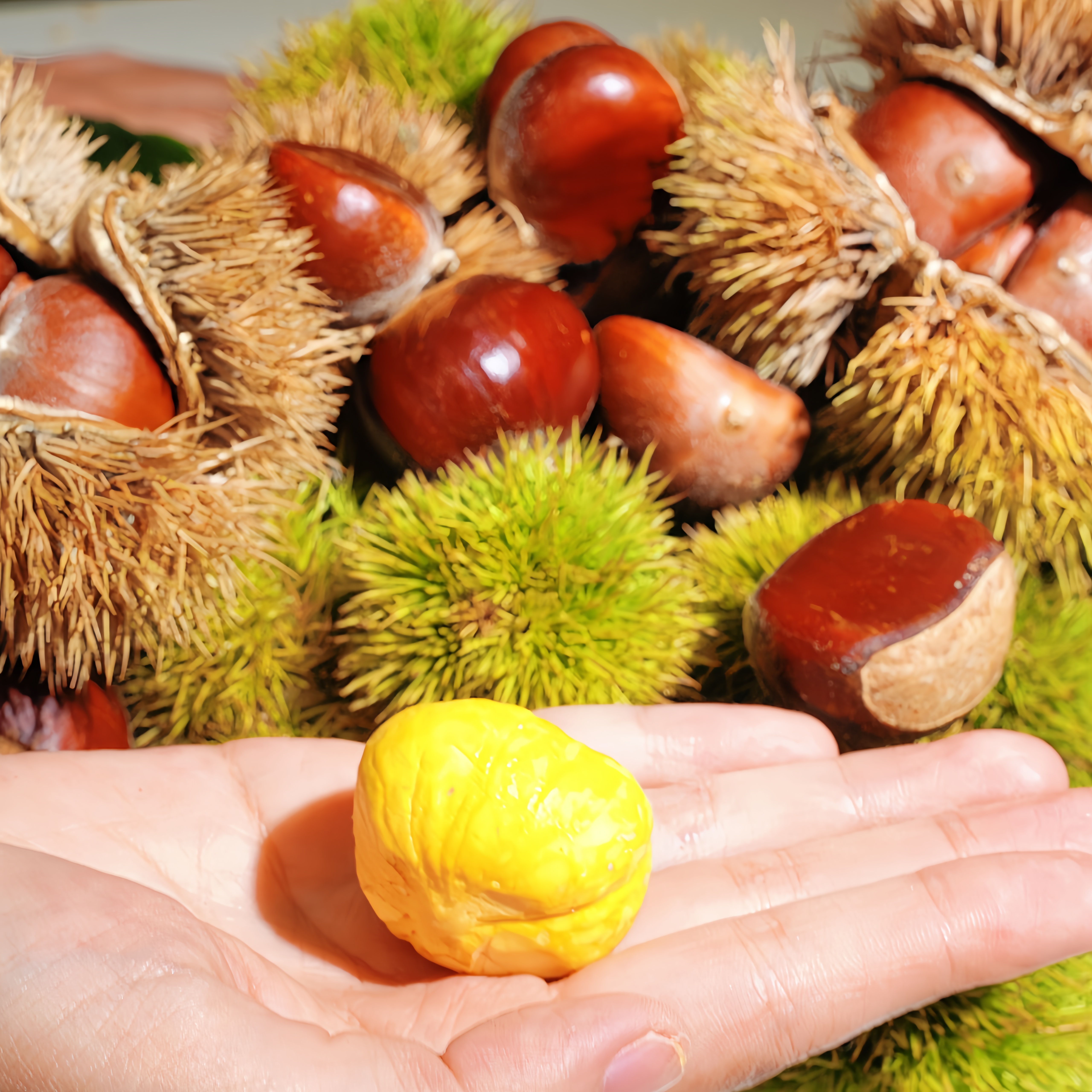 【助农】贵州深山老树深山中果板栗精选颗粒饱满甘甜粉糯易剥皮板栗