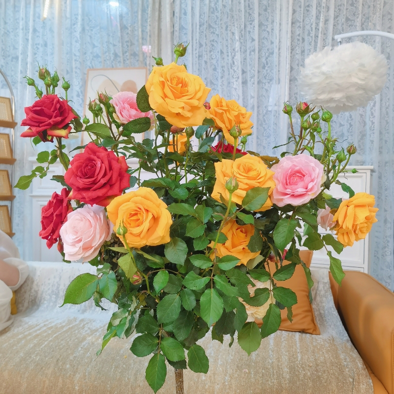 [顺丰送货上门]1米1到1米3多色月季花棒棒糖四季开花2-6色