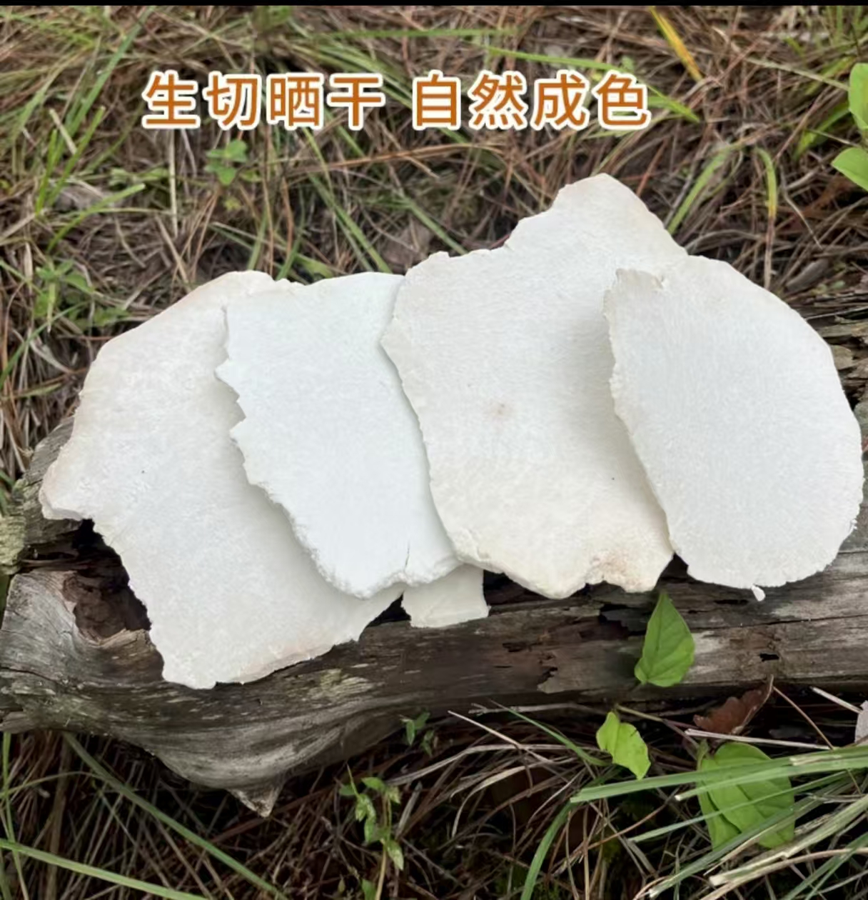 精选无硫云南深山野茯苓生切生晒大薄片可煲汤煮水煮茶