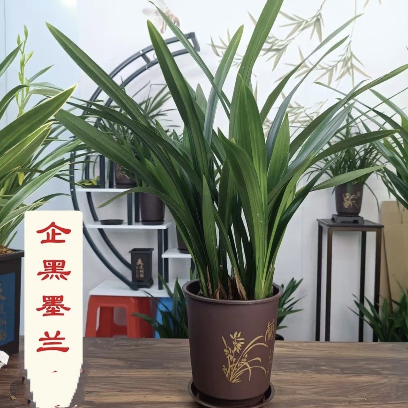 【企黑】精品墨兰兰花花卉兰花绿植花卉绿植盆栽室内好养兰花盆栽