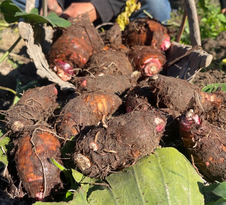 文成农家高山红芽芋感粉糯爽口大小混装发货
