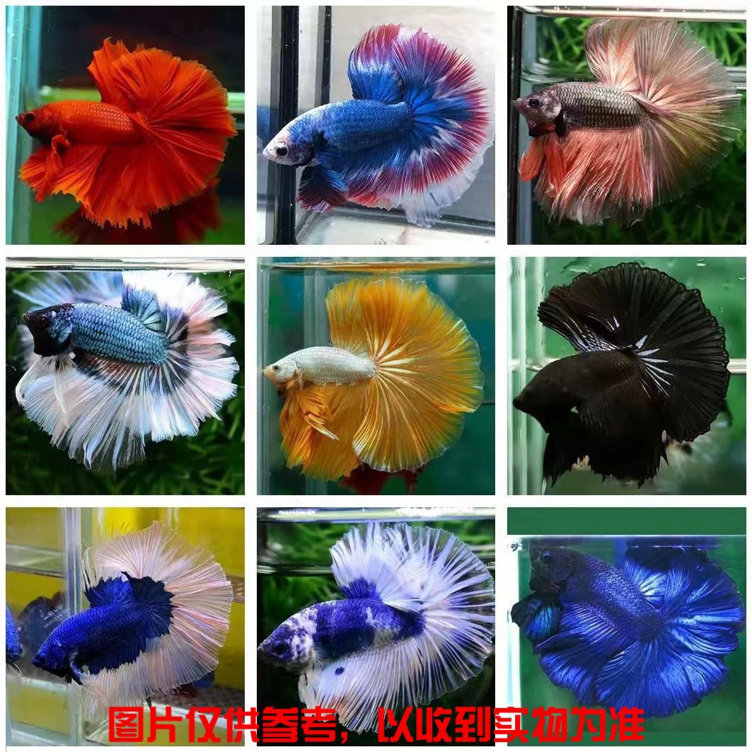 (斗鱼好养耐活小型热带观赏鱼网红招财宠物鱼