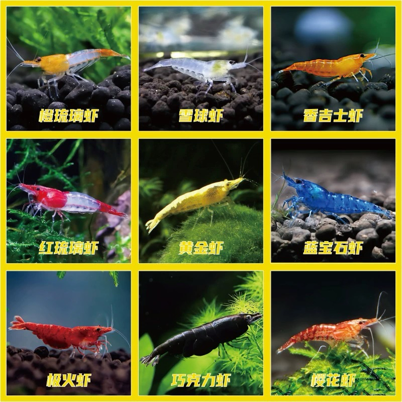 除藻观赏虾黑壳虾好养米虾冷水虾鱼缸虾水族虾淡水虾活体宠物鱼蟹