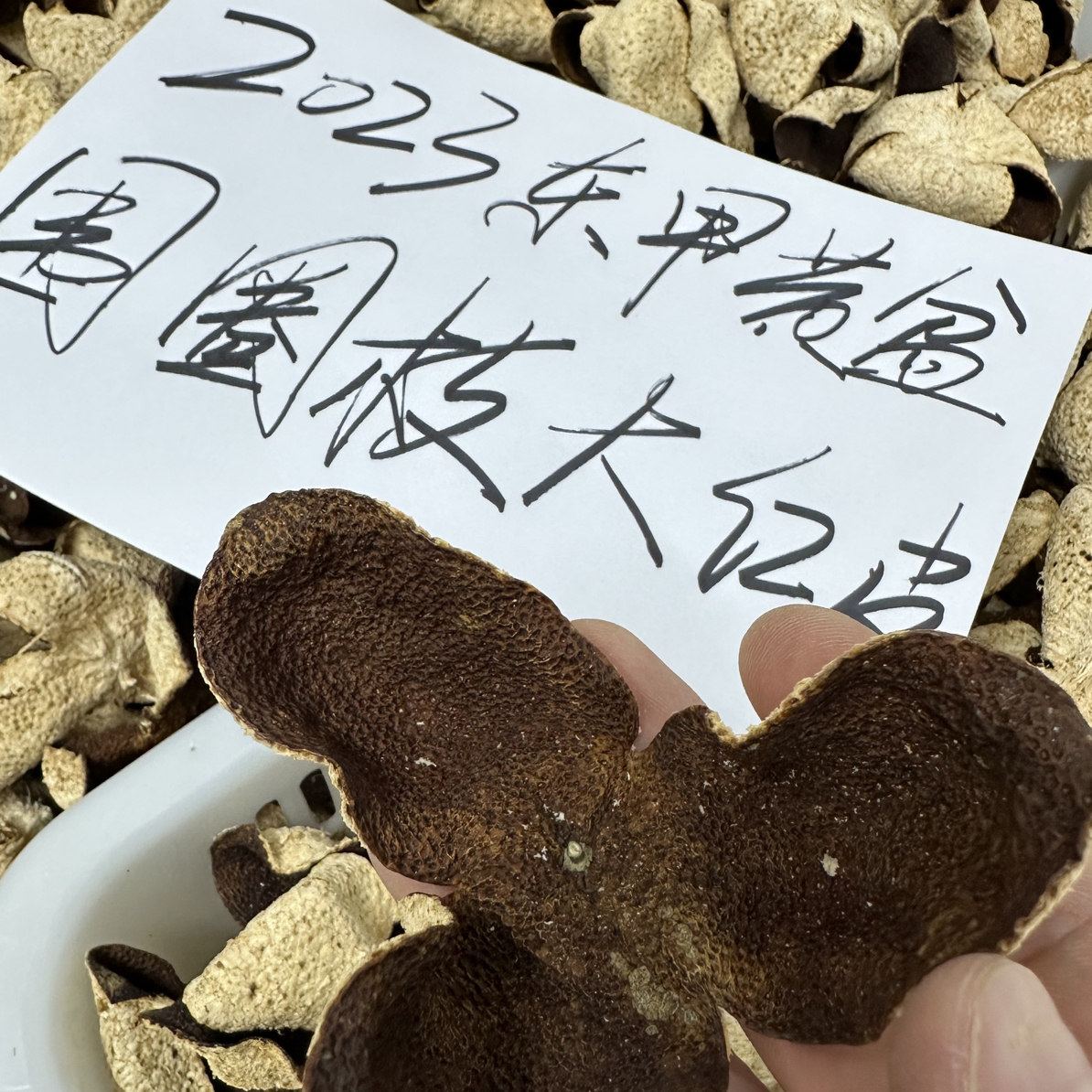 【东甲苏隆】2023东甲黄盆围圈枝大红皮500克