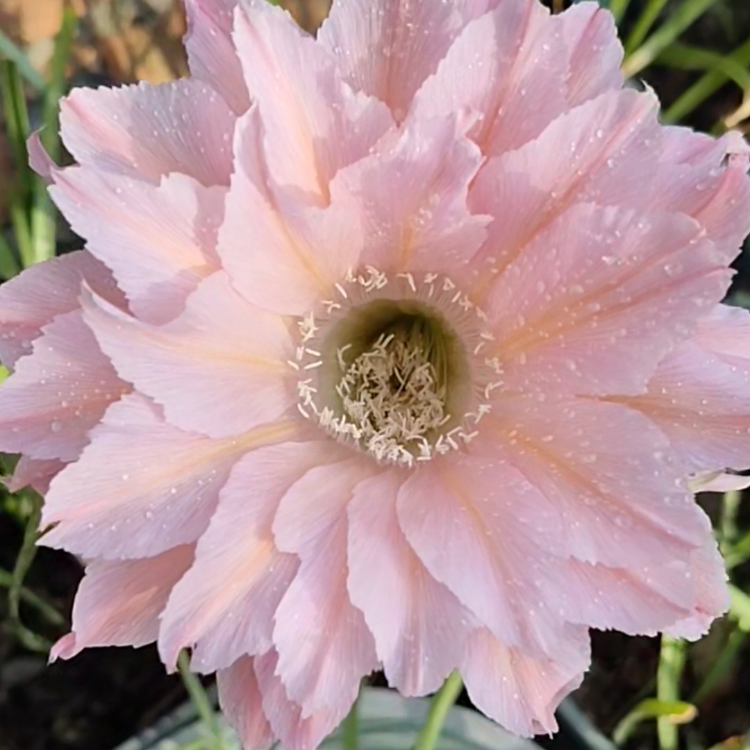 60#彩草仙人球自根大球(满20元包邮偏远地区不包邮，脱盆脱土发)