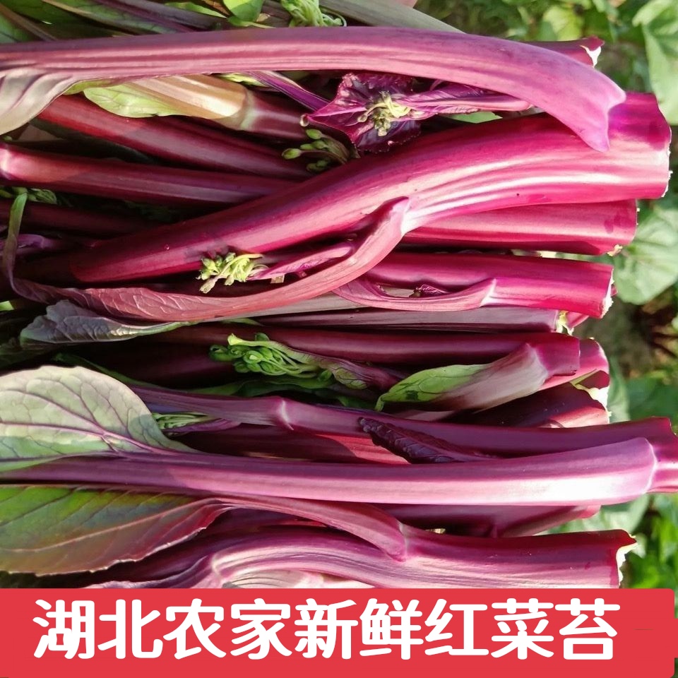 湖北农家新鲜红菜苔露天种植红菜薹紫菜苔应季现摘当季蔬菜包邮