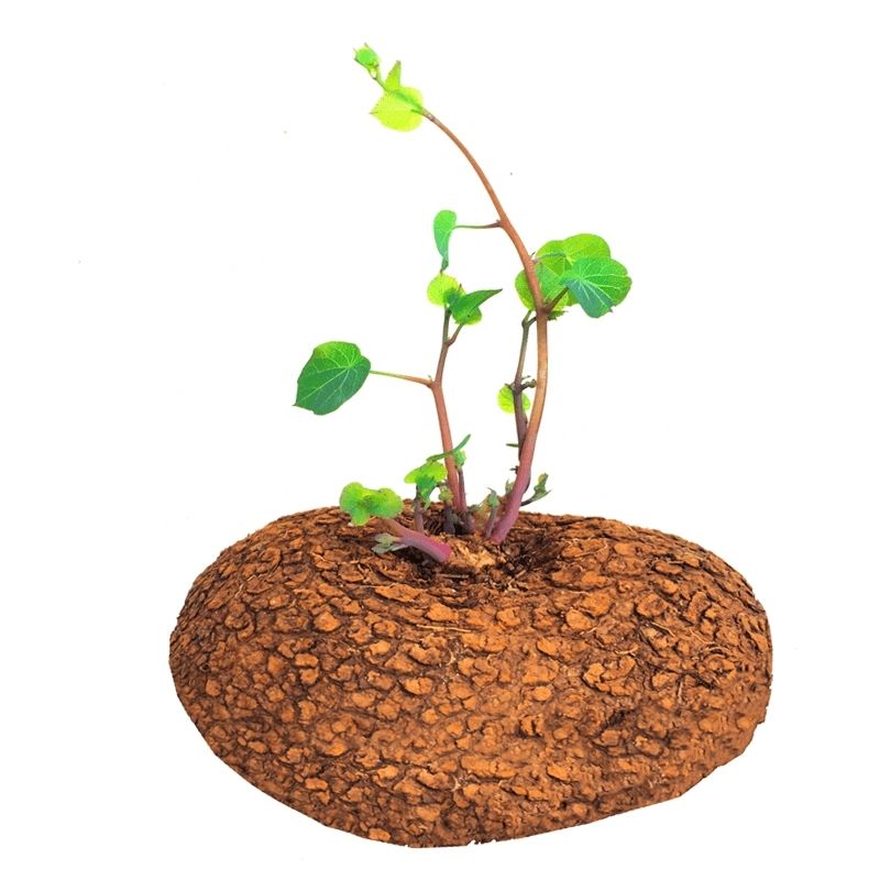 红藤山乌龟耐旱爬藤绿植盆栽冰蓝乌龟物桌面室内多搜圆叶山乌龟