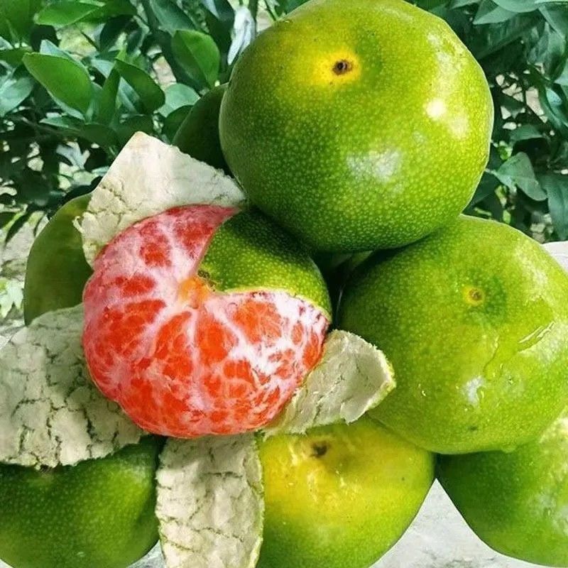 现摘宜昌蜜橘青皮蜜桔薄皮多汁无籽酸甜爽口应季新鲜水果整箱包邮