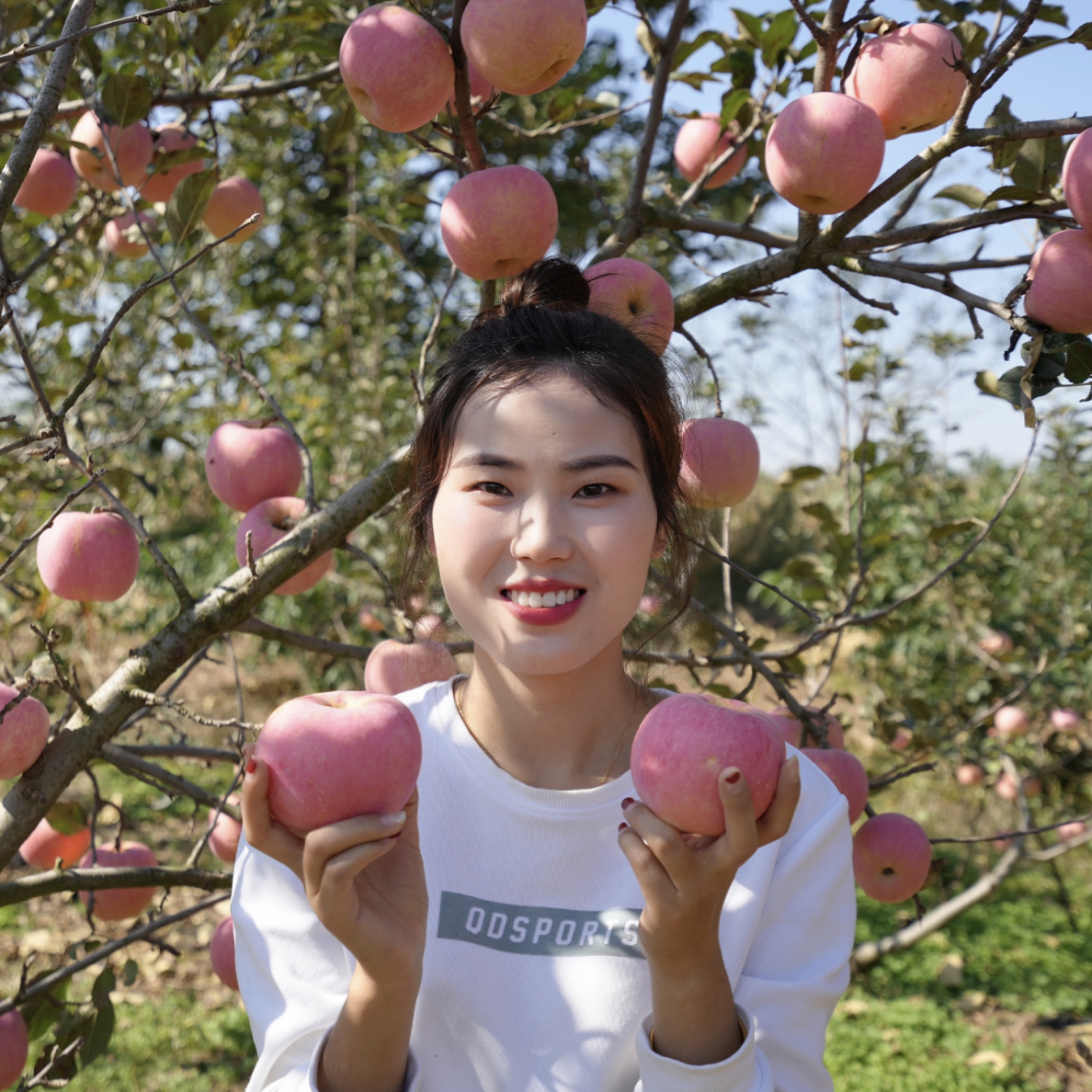 陕西红富士脆甜可口，现摘现发9甜1酸，坏果包赔