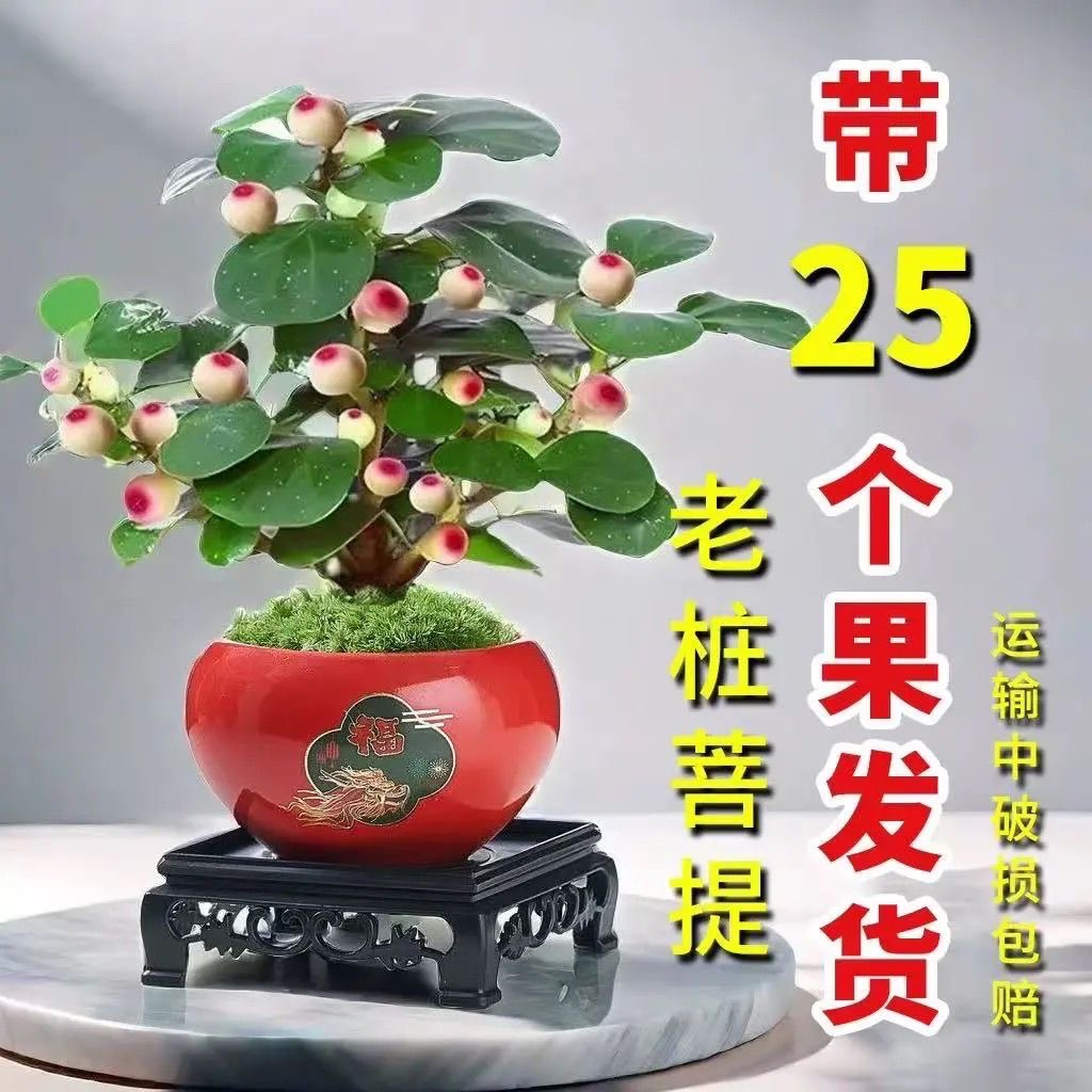小盼菩提【带果发】禅意盆栽老桩四季好养室内办公室盆景净化空气