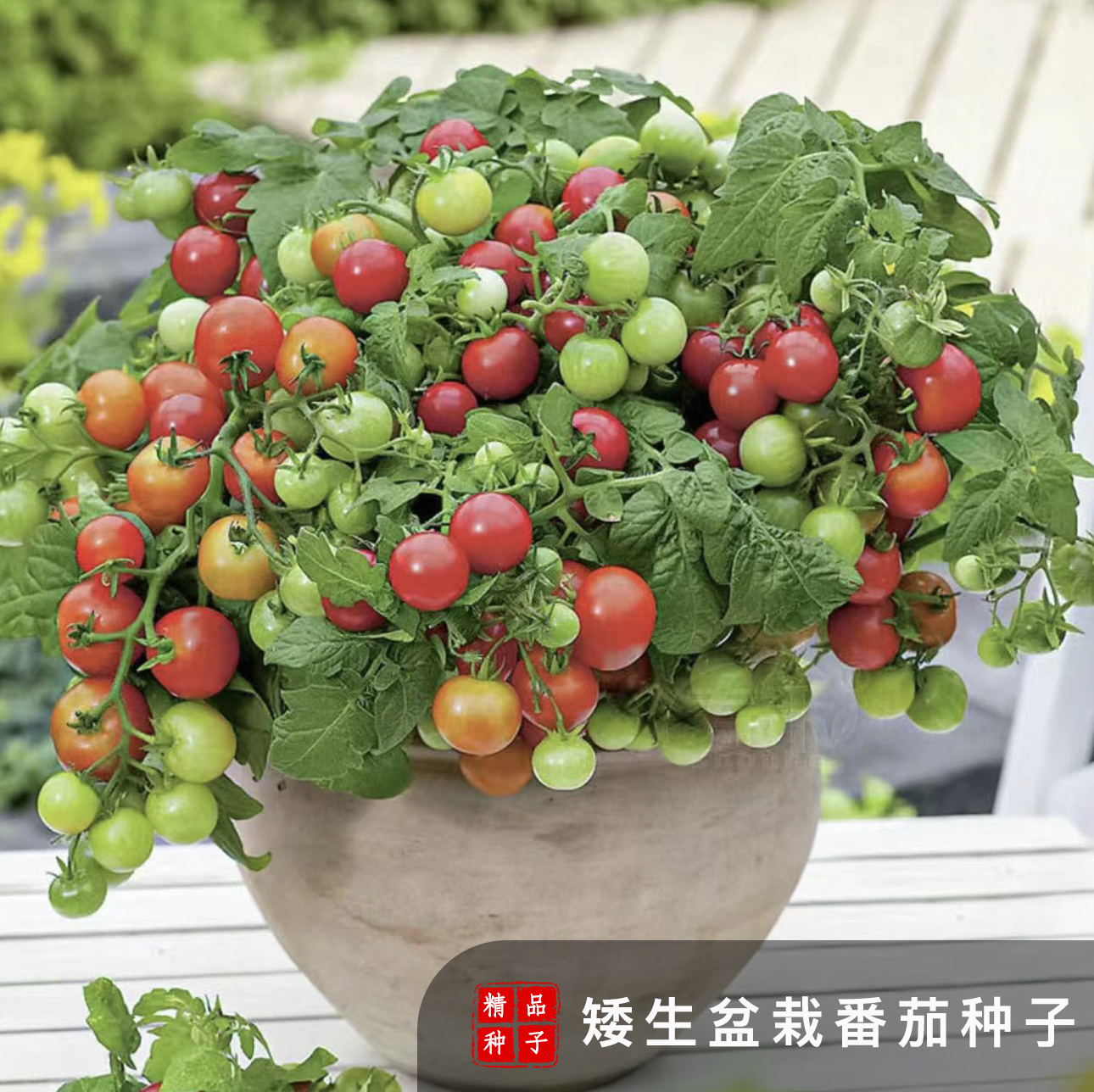 【矮生小番茄种子】家庭阳台小院四季种植盆栽地栽易种易活