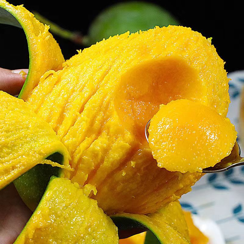 XD10【放软食用】四川攀枝花凯特芒果新鲜采摘当季水果带箱9-10斤