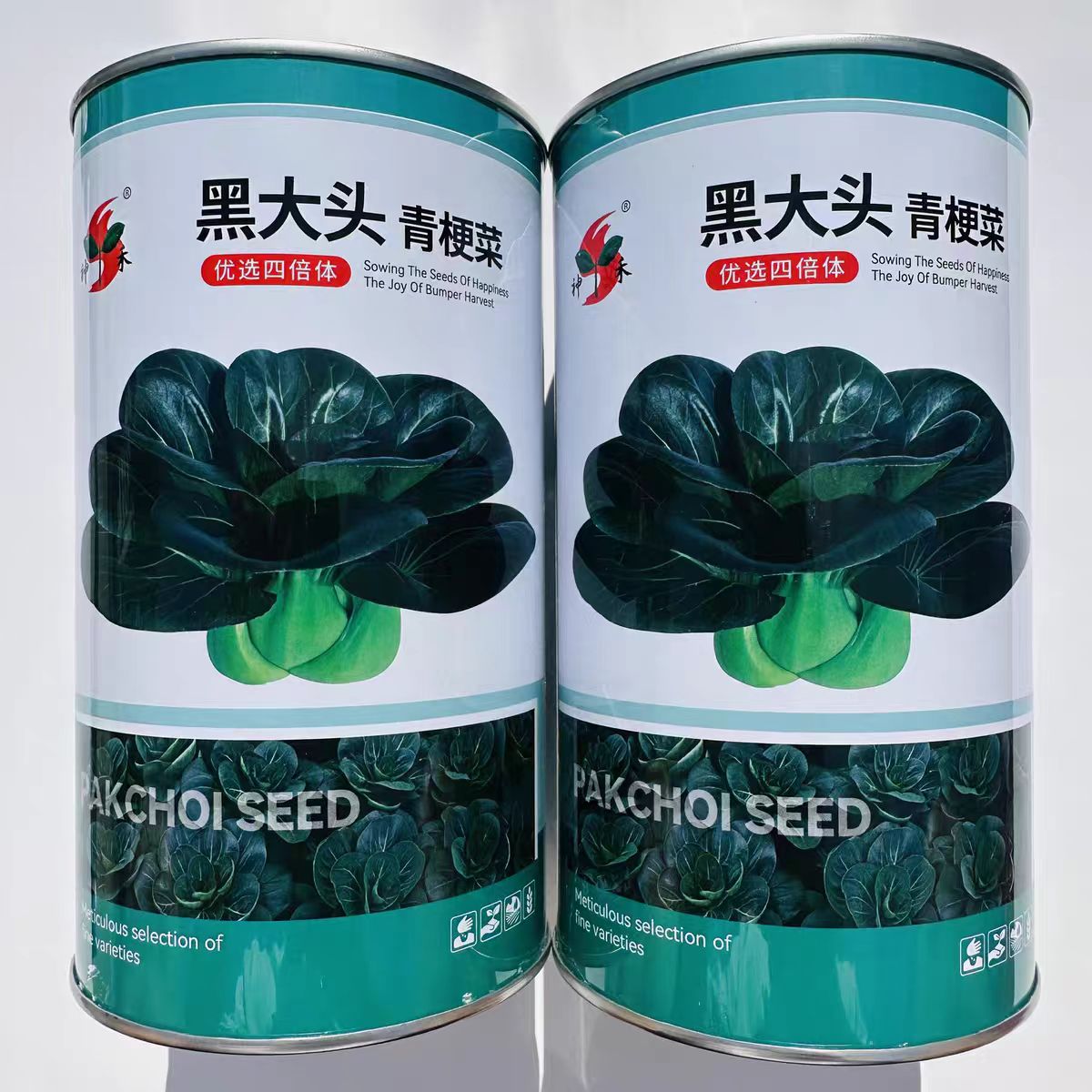 黑大头青梗菜种子大头束腰黑大头青菜种子耐寒越冬秋季蔬菜种子