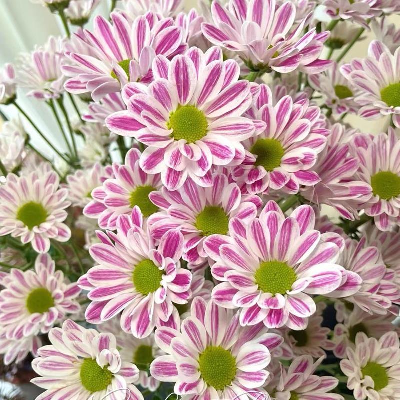 奶油条纹菊（小清新 花期长 四季开花）室内室外阳台好养盆栽菊花