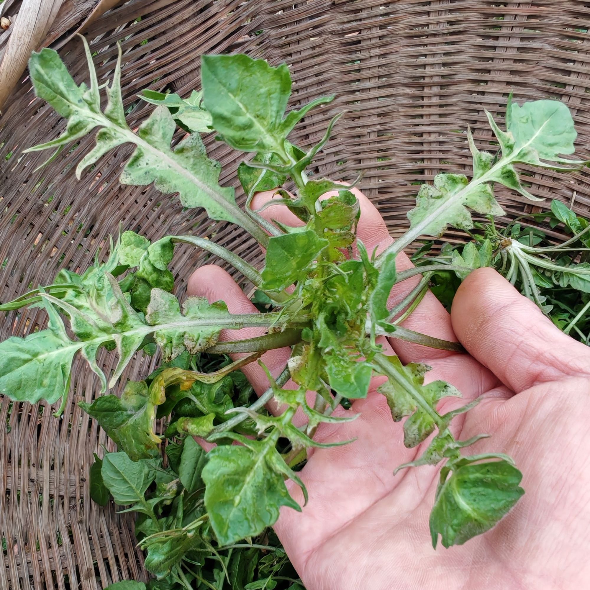 陕西农家纯野生现挖荠菜新鲜野菜天然生长