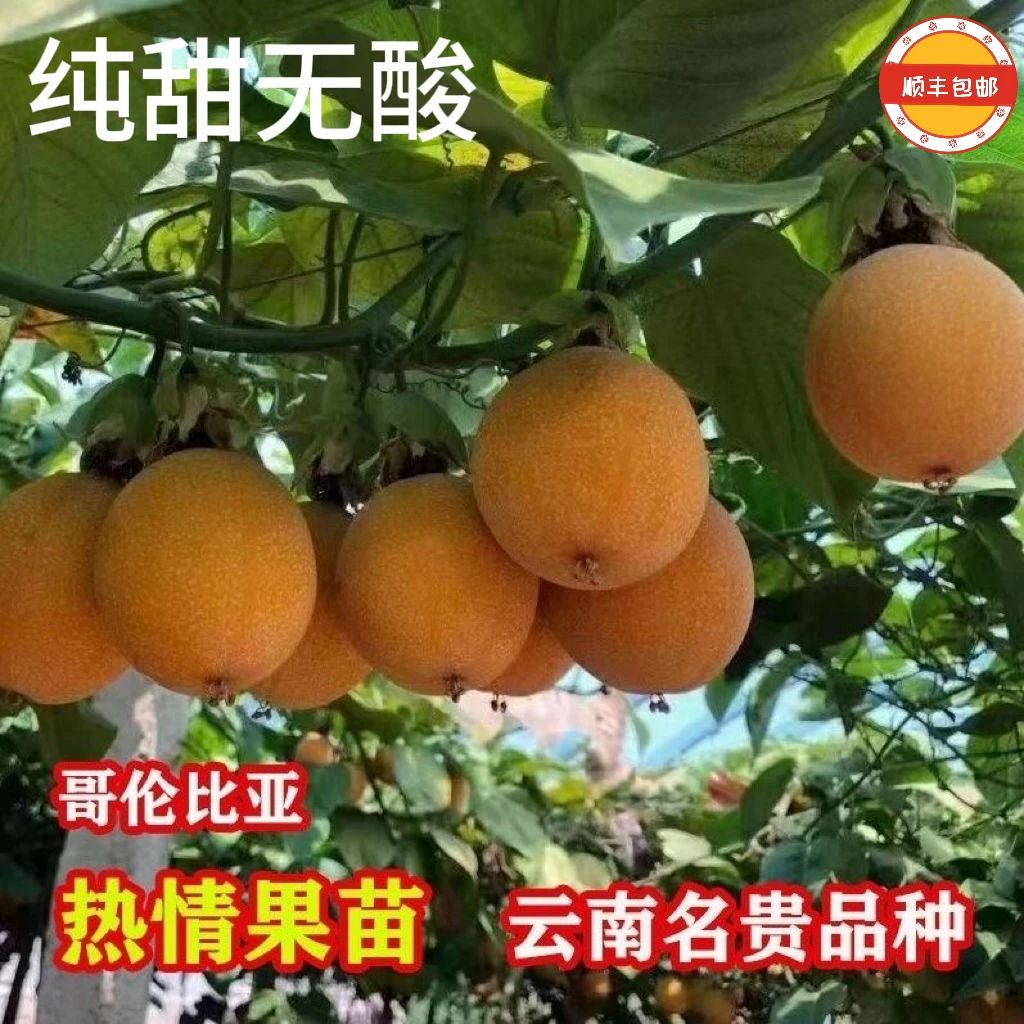 【顺丰】新品嫁接纯甜无酸苗新品种热情果特大哥伦比亚热情果苗