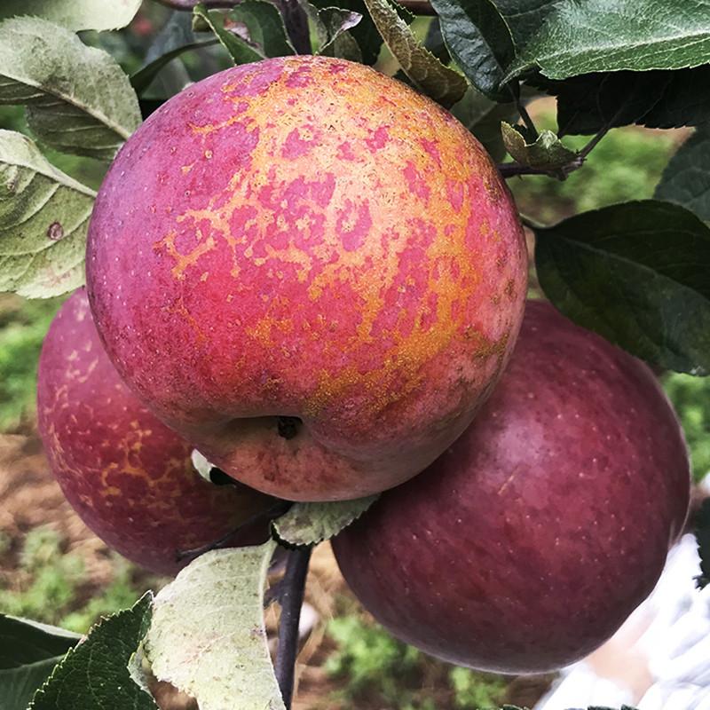 2年苗买一送一】嫁接冰糖心苹果苗大凉山丑苹果树苗脆甜糖心苹果苗