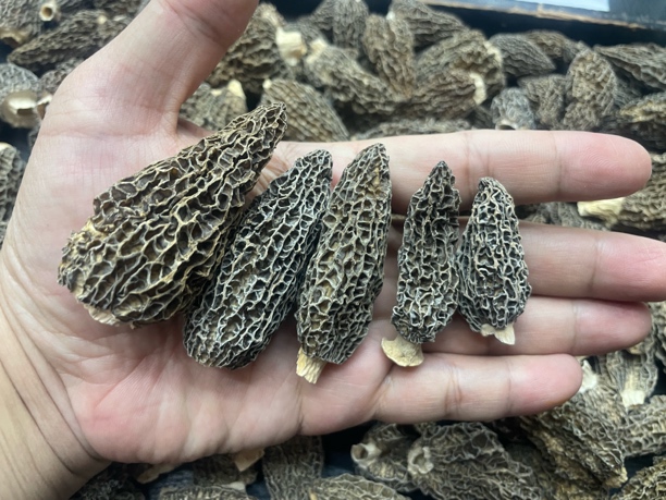 七妹羊肚菌漂亮4–6公分长的香气浓郁