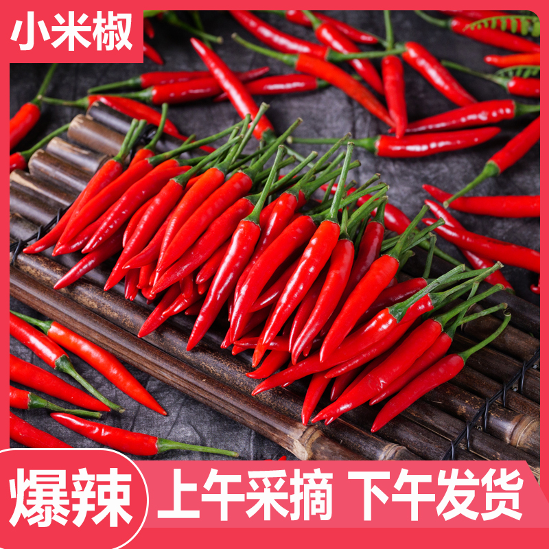 高山种植新鲜采摘特辣小米椒餐饮调味朝天椒海椒杭椒剁椒泡椒红椒
