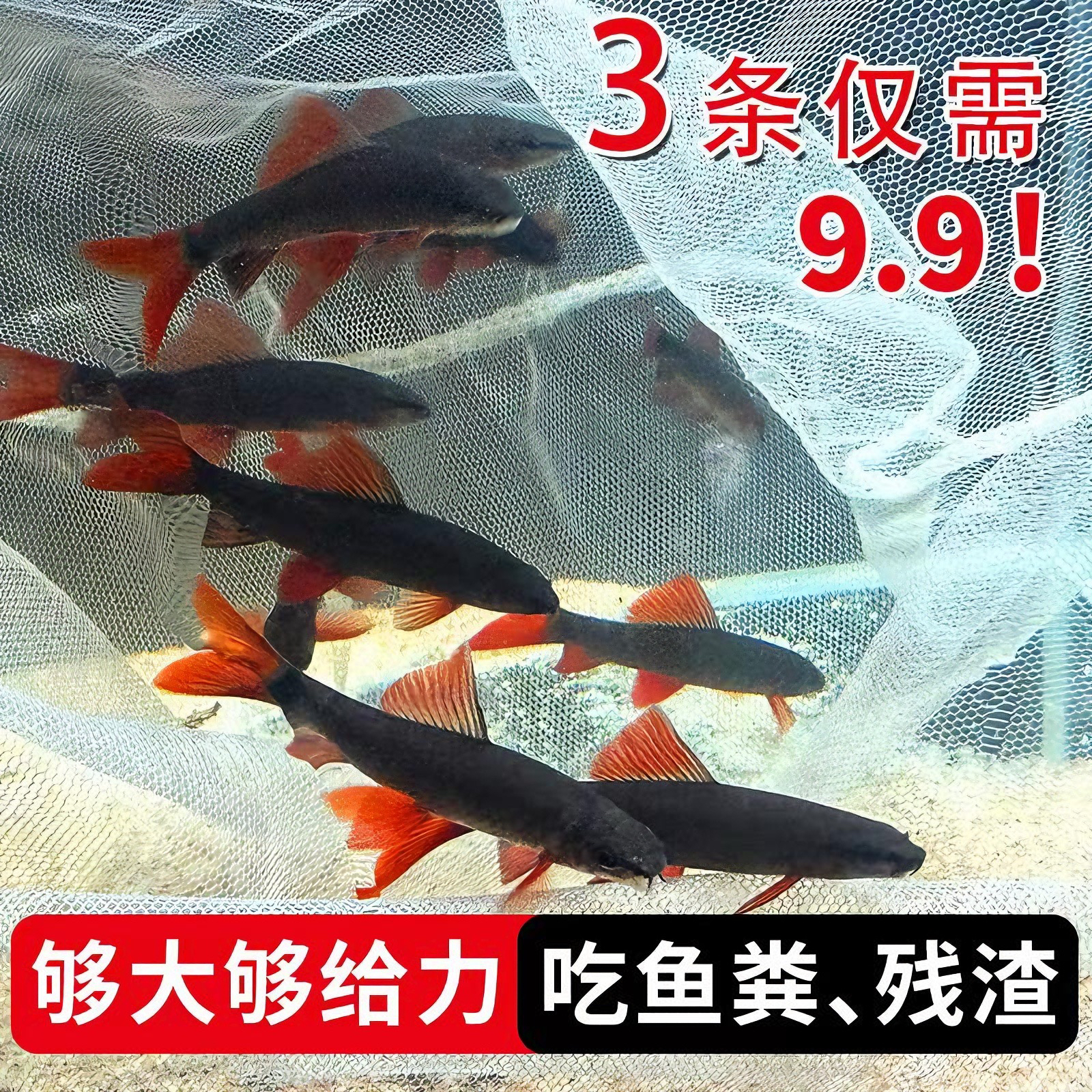 彩虹鲨工具鲨可混养清洁鱼工具鱼清道夫吃残渣吃垃圾小热带观赏鱼