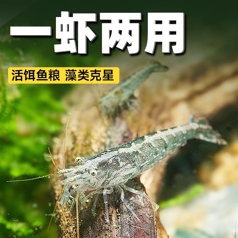 大号淡水黑壳虾观赏虾工具鱼虾用于鱼缸造景清洁除藻观赏宠物虾
