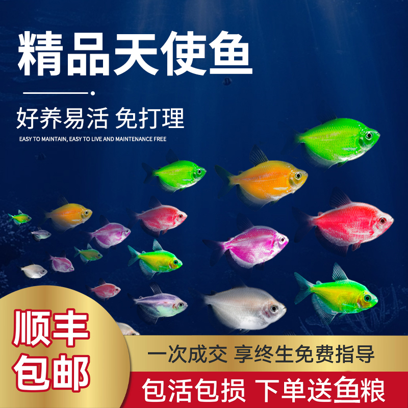 天使鱼七彩鱼柠檬青苹果红天使绿老虎小型热带鱼观赏鱼好养耐活