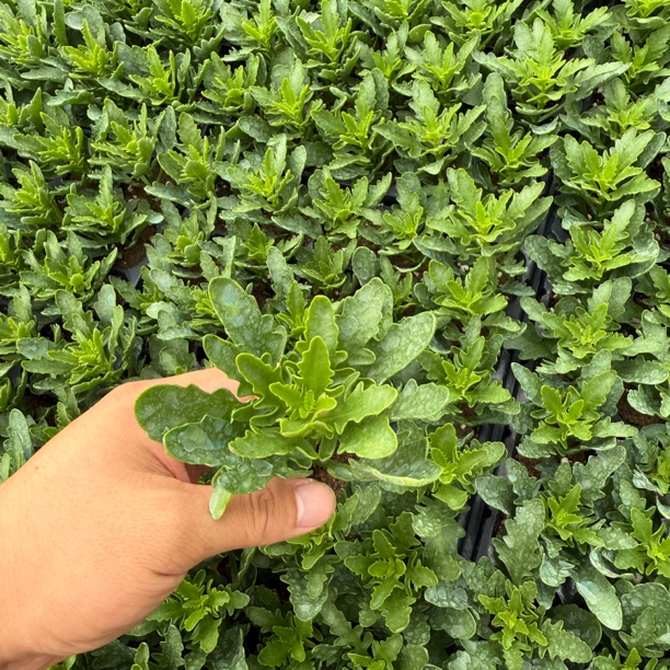 重瓣长寿花小苗，带土球发货 只包开箱黑腐