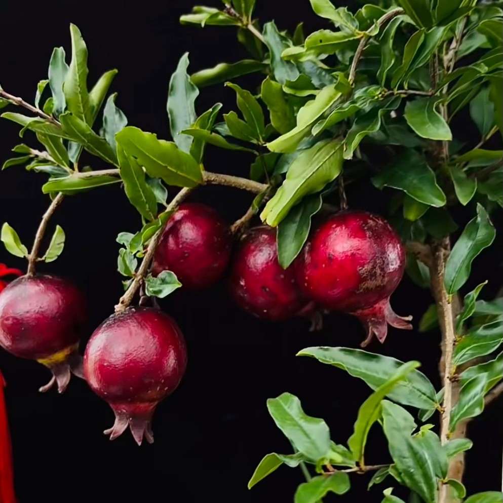 一物一拍精品紫玉甜石榴 