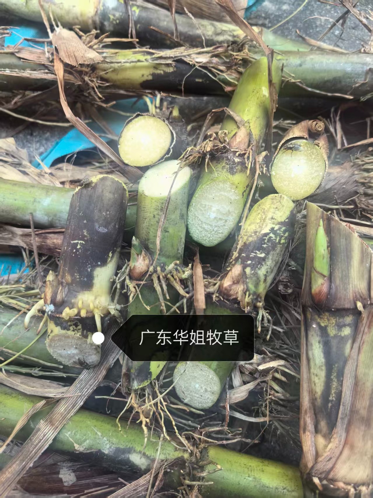 改良新品无毛糖蔗二号牧草王大叶片18.6糖种节多年生耐寒猪鸡鸭鹅