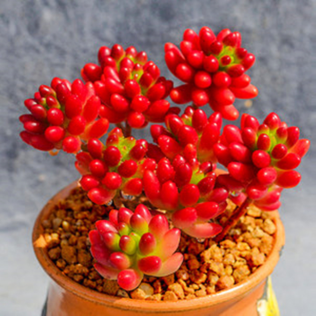 虹之玉 带土发货群生鲜艳好养多肉植物 窗台书房萌物绿植盆栽新品