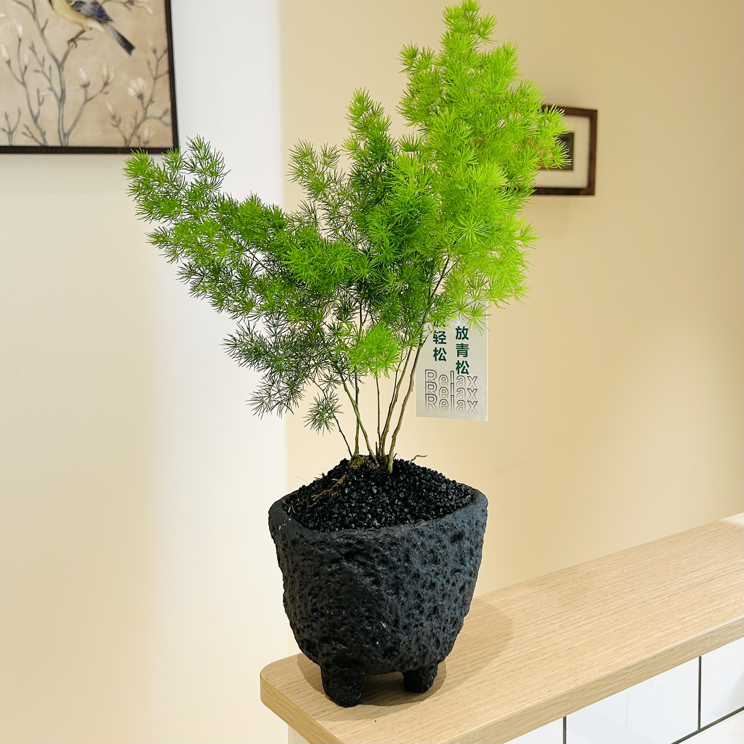 优选蓬莱松放青松轻松盆栽盆景室内客厅办公室桌面观叶花卉绿植