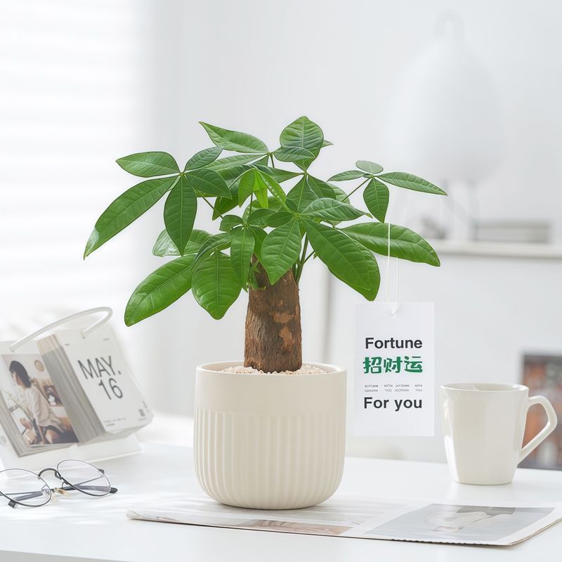 招财五福发财树创意盆栽绿植摆件趣味室内桌面懒人植物花卉办公室