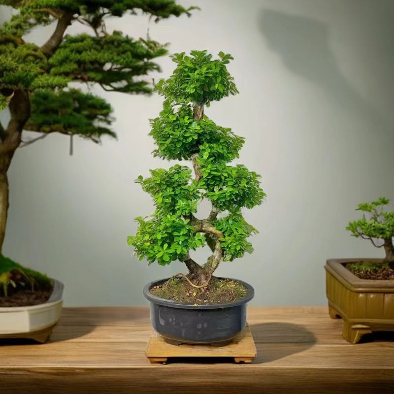 高度85cm左右小叶金钱榕树8字老桩造型摇钱树小叶人参榕树盆景