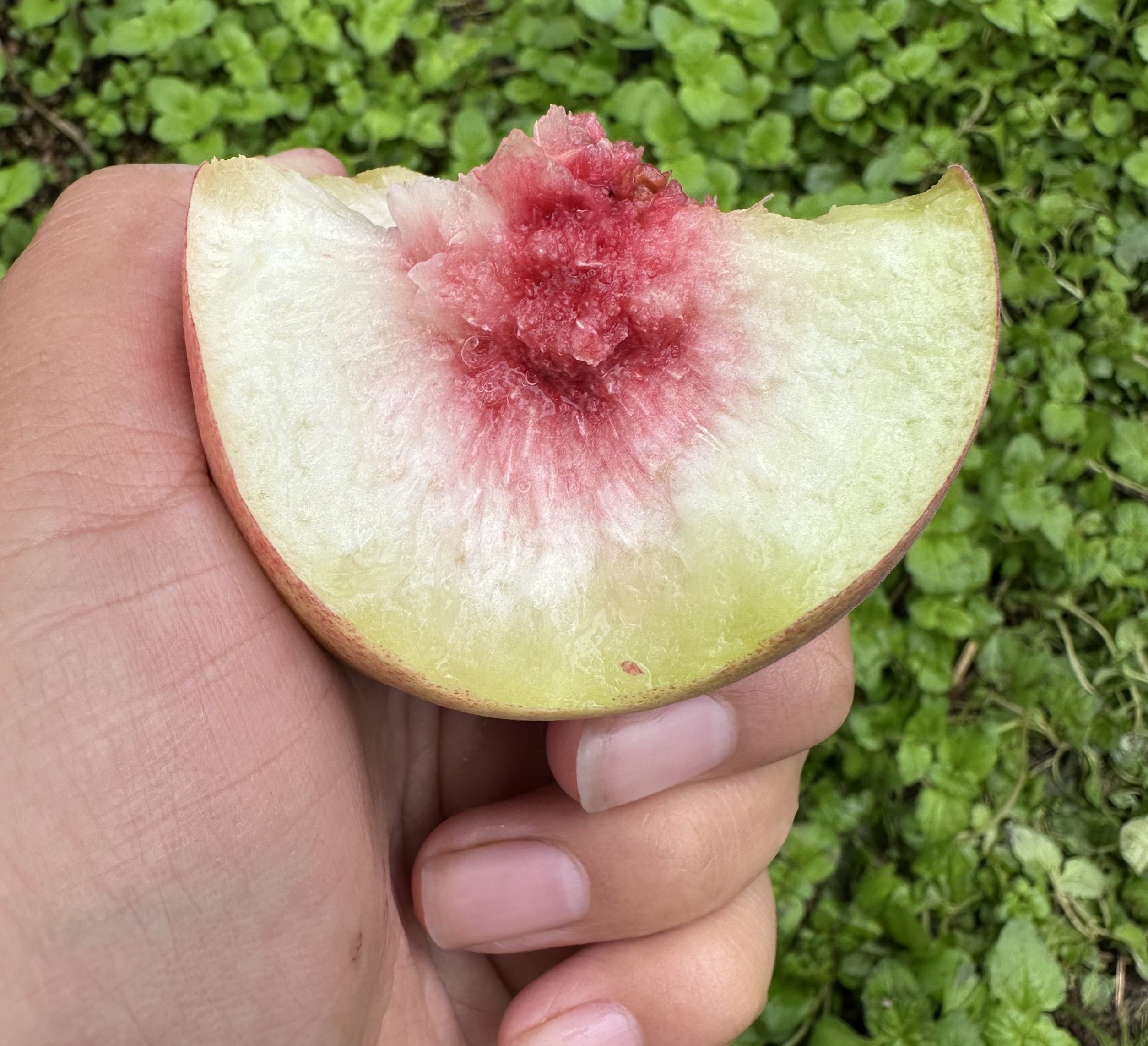 【静静专属】沂蒙山秋冬桃甜脆多汁新鲜水果