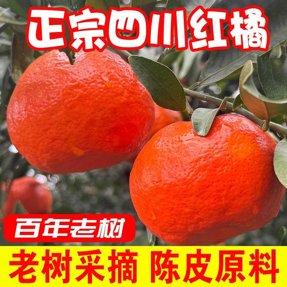 【老树川红橘】古红橘大红袍现摘可做陈皮原料水果