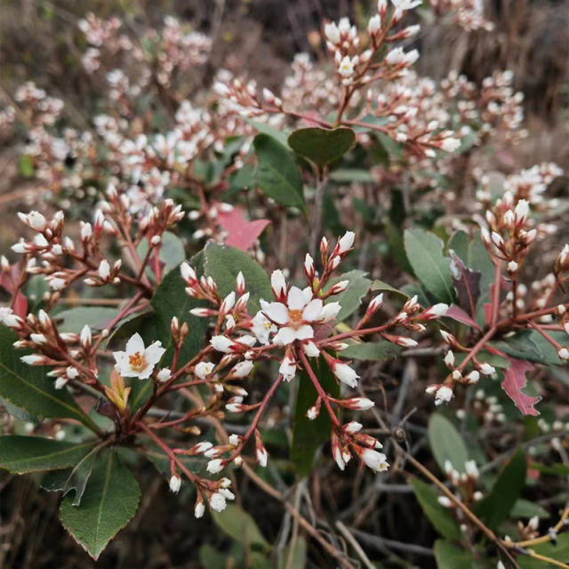 农村深山野外石斑木报春花车轮梅雷公树白杏花常绿盆栽盆景庭院美