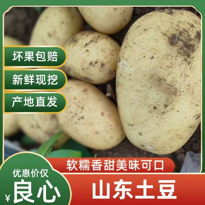 2025新鲜甘肃定西黄皮黄心旱沙地土豆净重粉面洋芋马铃薯农家沙面