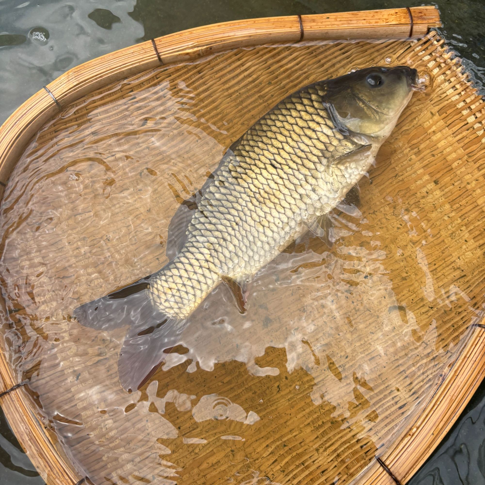 贵州鲤 鱼 建鲤 红尾巴鲤  淡水鱼 水族活体宠物观赏鱼饲养发货