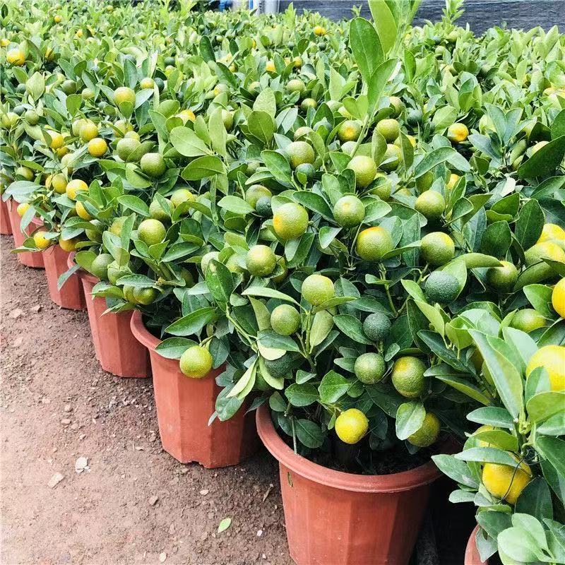 【满树果子发】【金桔】盆栽中式盆景桌面禅意树室内养四季