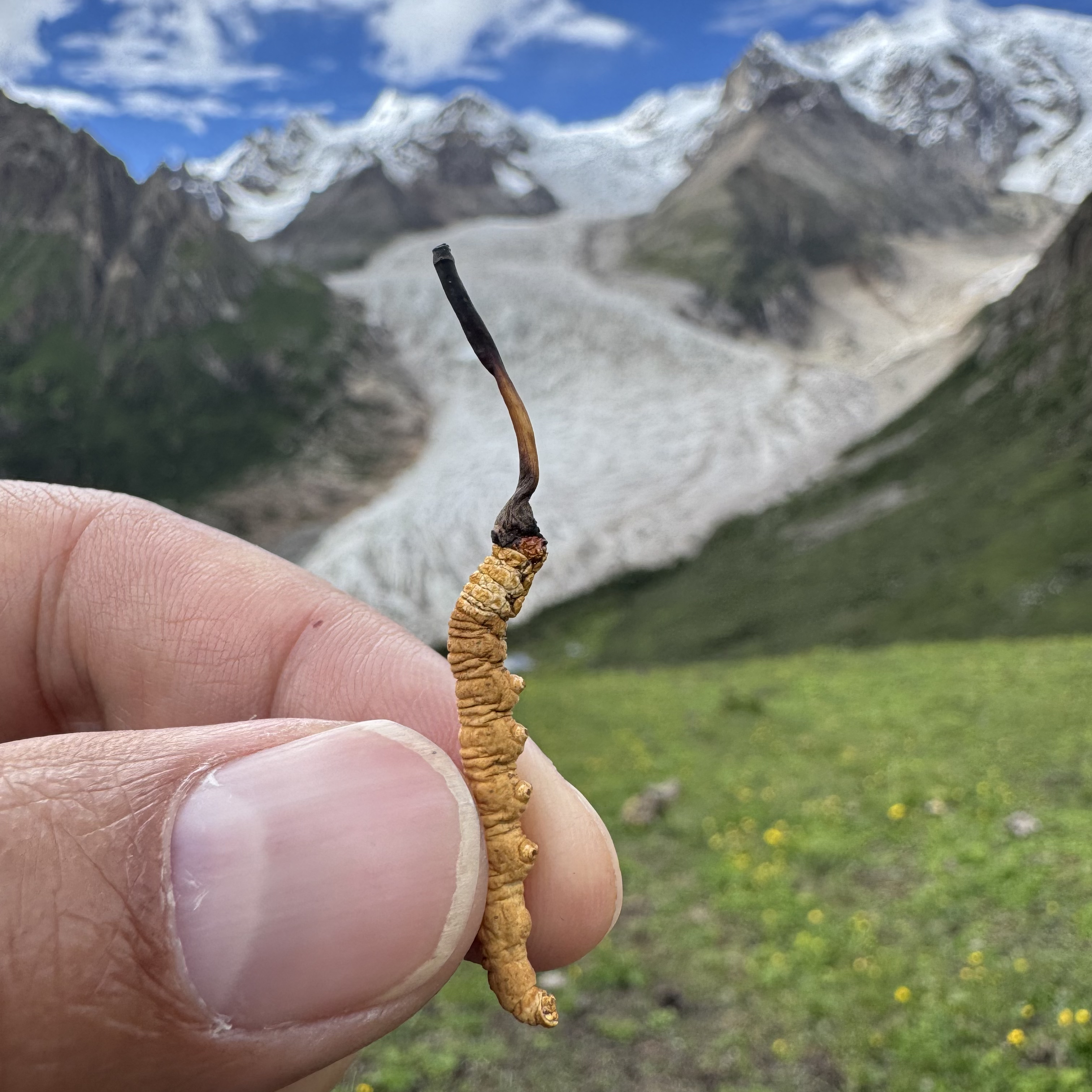 【西原】5根一克 那曲虫草