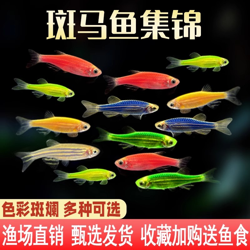 热带观赏活鱼好养宝莲灯斑马淡水金鱼苗天使孔雀小型红绿灯科小鱼