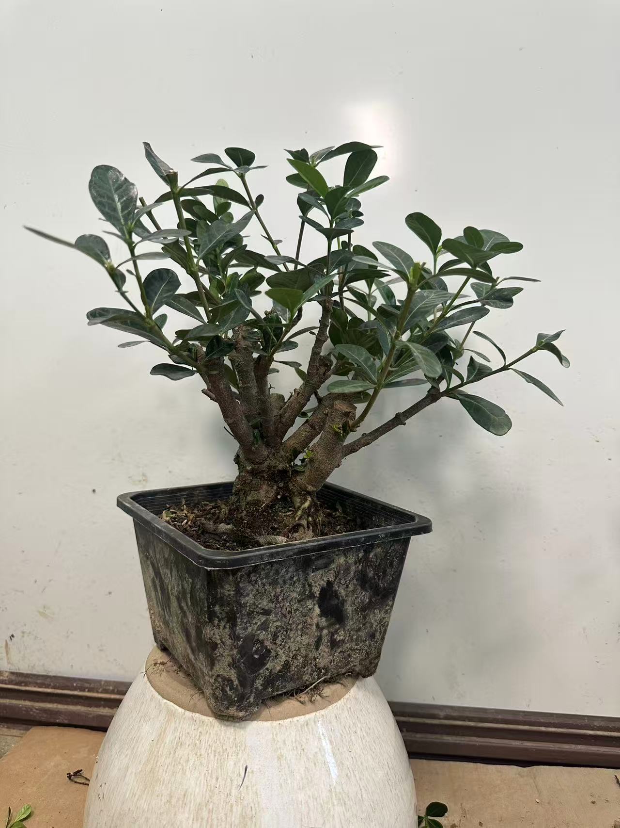 达摩栀子10年原生老树桩桃金娘石楠花植物园高市早苗绿植