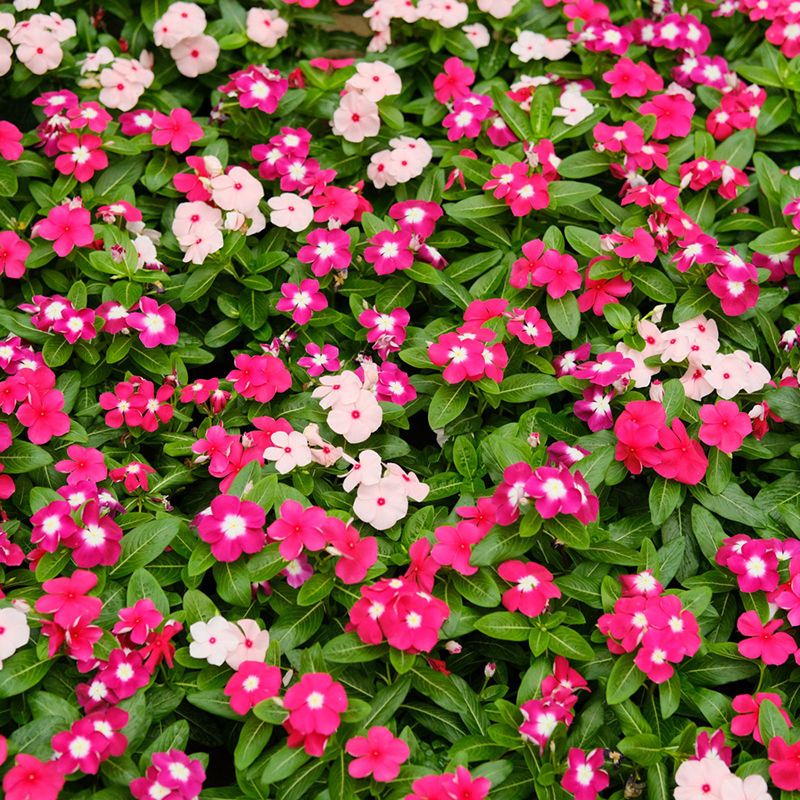 长春花种子四季开花易活花种籽子日日春花籽庭院室外阳台盆栽