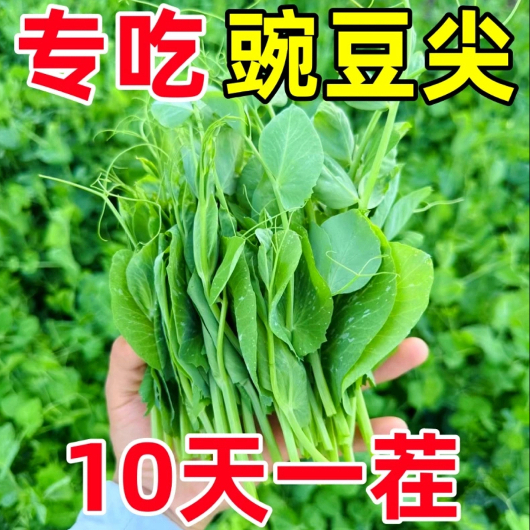 无须豌豆苗种子专吃豌豆尖四季芽苗菜甜豌豆种子阳台盆栽农家蔬菜