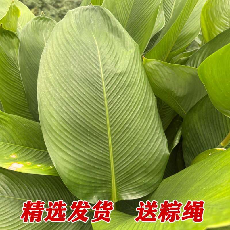 广西大粽叶新鲜现摘现发批发大中号冬叶裹蒸粽包粽子叶子大号棕叶