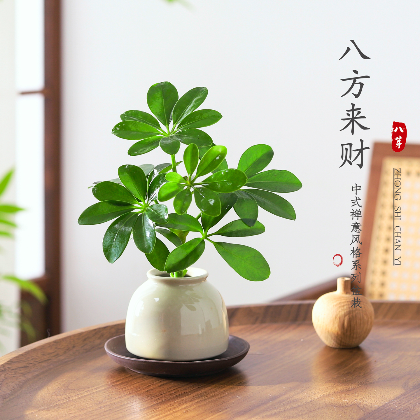 八方来财鸭脚木盆栽水培植物花卉办公桌面绿植客厅四季好养活盆景